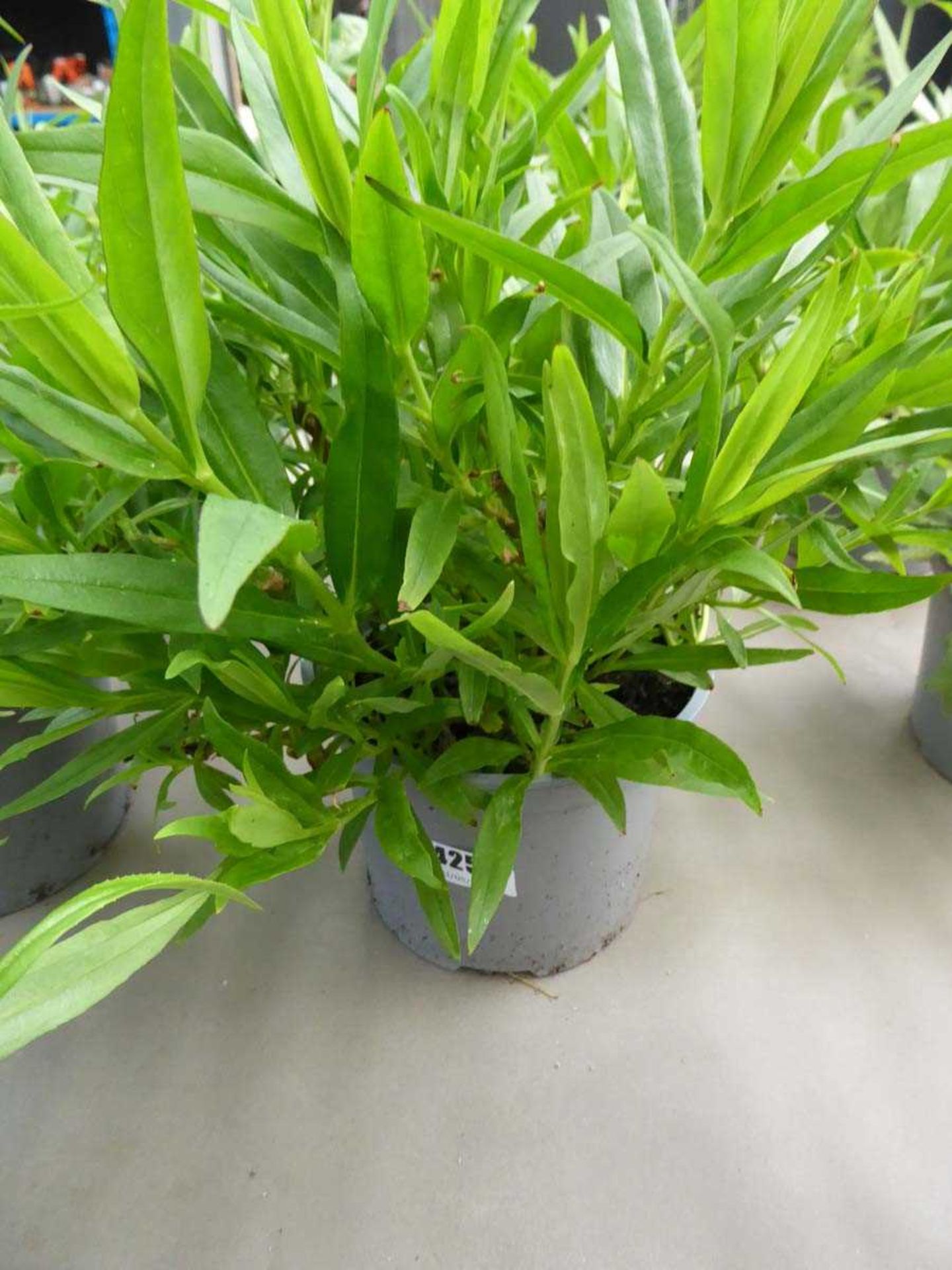 Potted Penteonomum plant