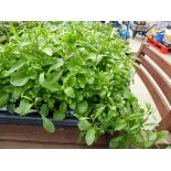 Tray of pink Lobelia