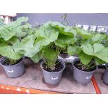 Potted Hollyhock