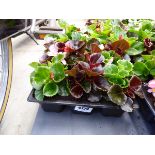 Tray of Begonias