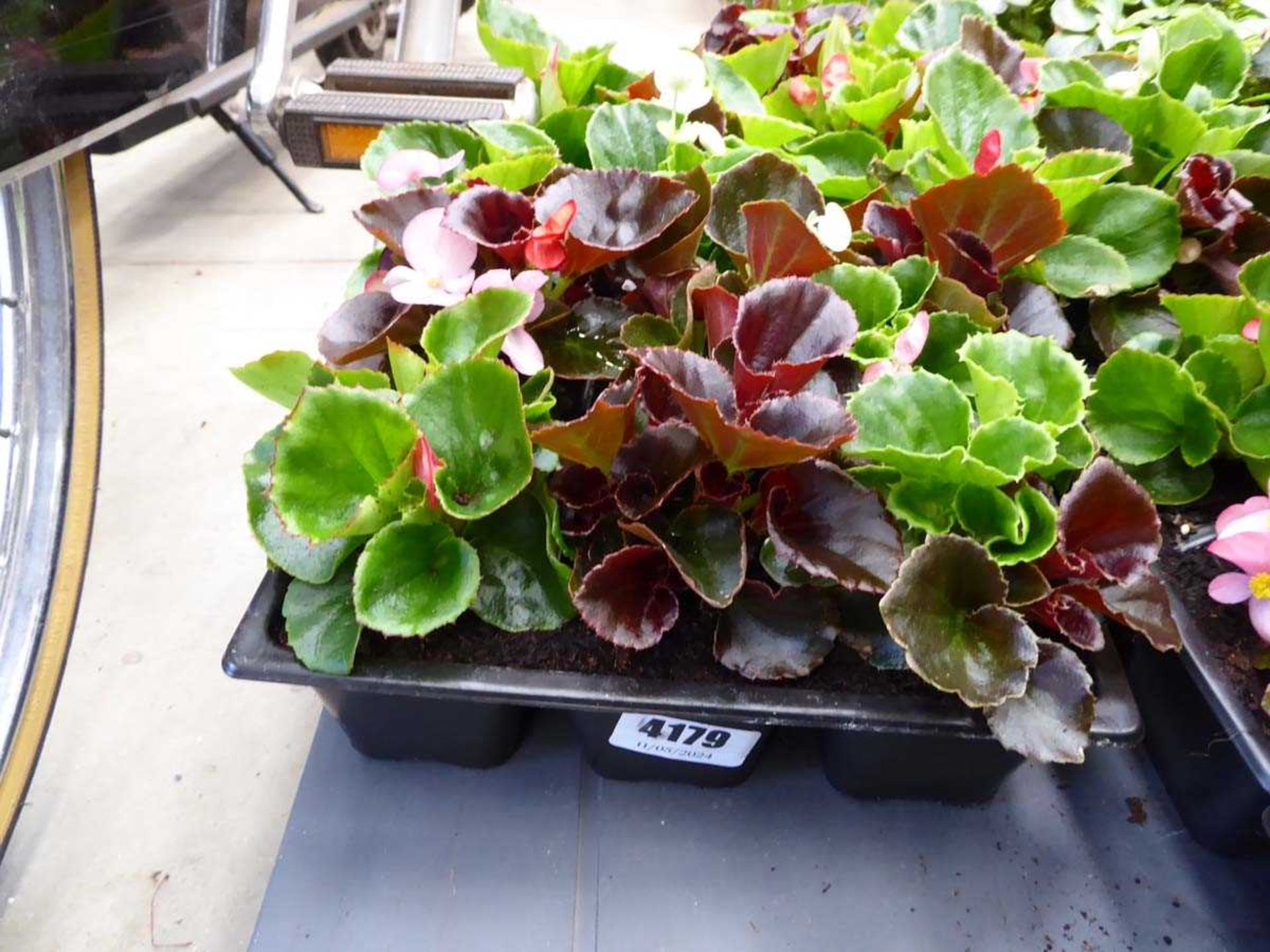 Tray of Begonias