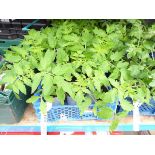 Tray of Money Maker tomato plants