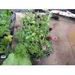 Tray of Petunias