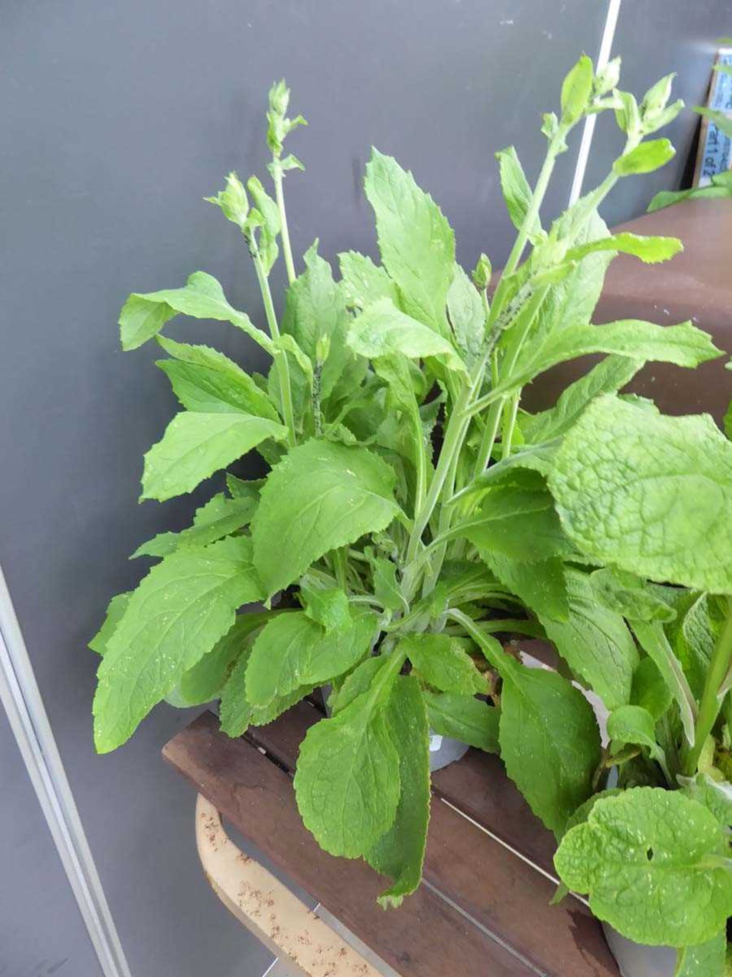 Potted Foxglove