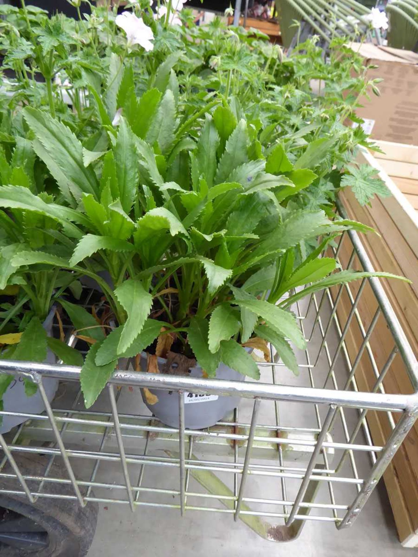 Potted Leucanthemum Daisy plant