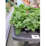 Tray of Petunias