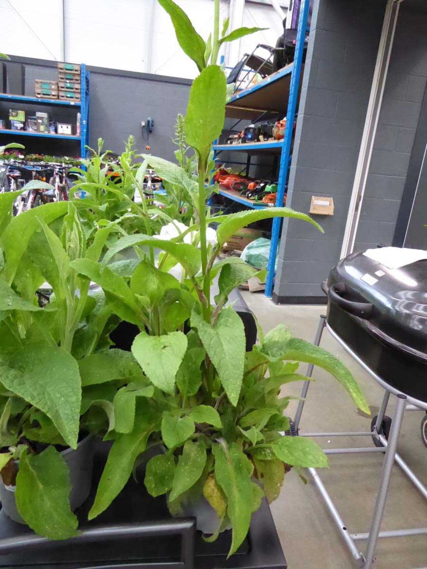 Potted Foxglove