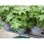 Potted Geranium plant