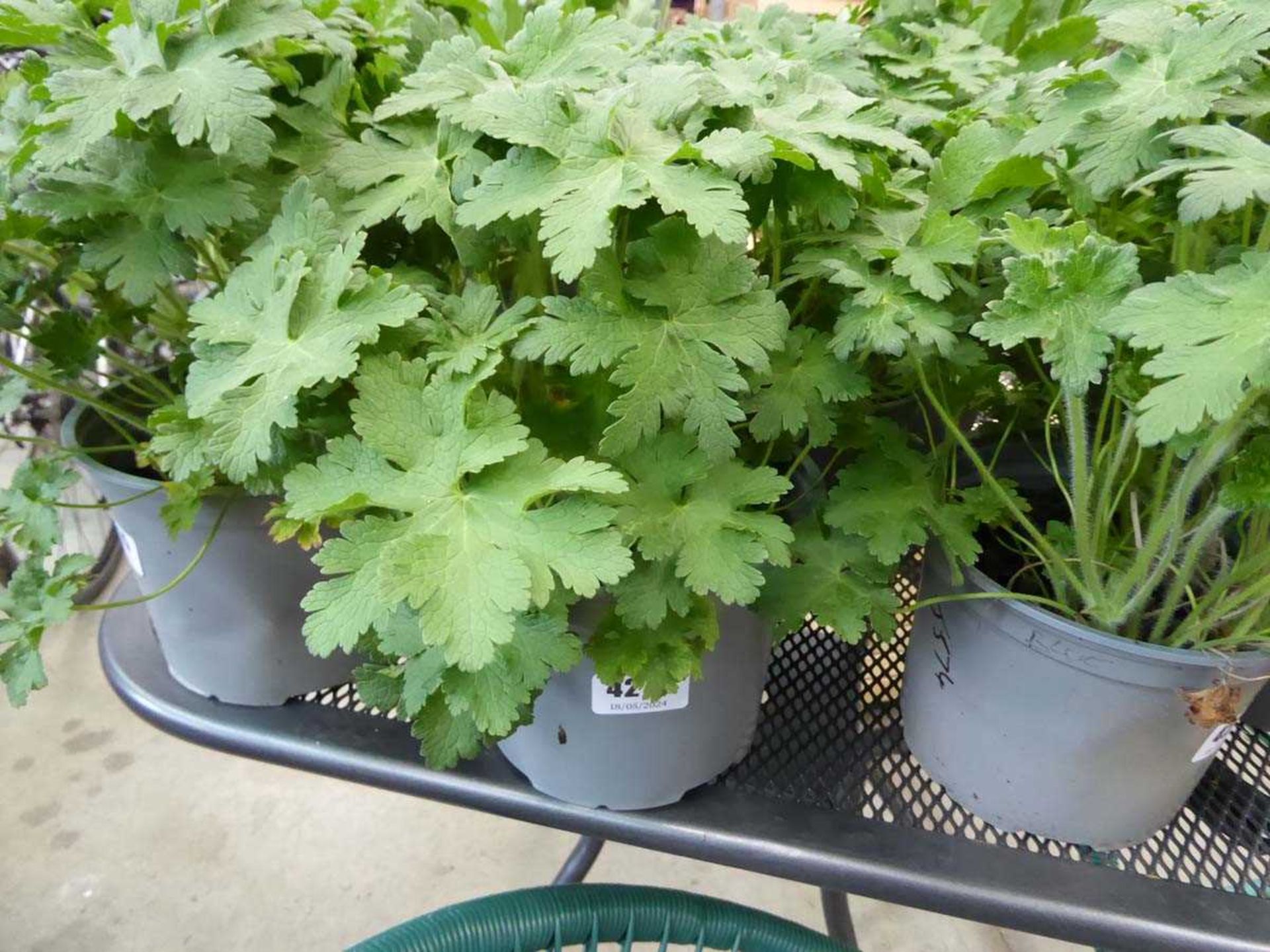 Potted Geranium plant