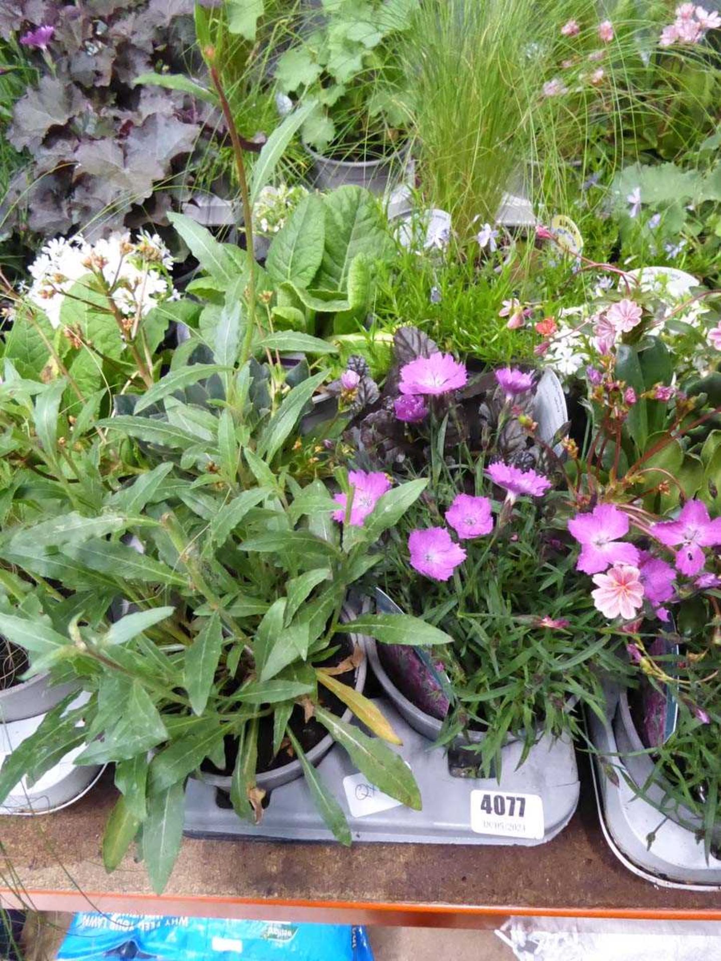 Tray of Perennials