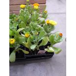 2 trays of Calendula plants