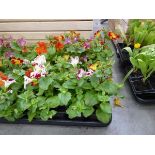 Tray of Erythranthe plants