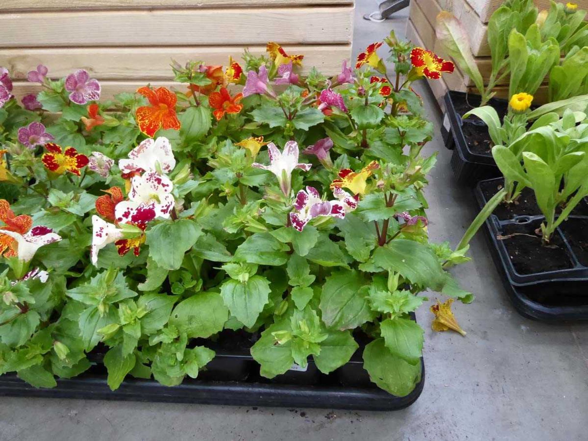 Tray of Erythranthe plants