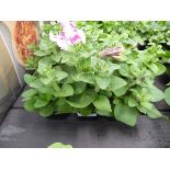 Tray of Petunias