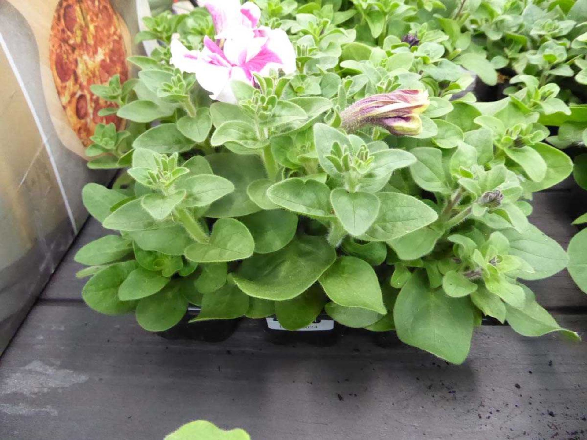 Tray of Petunias