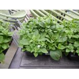 Tray of Petunias