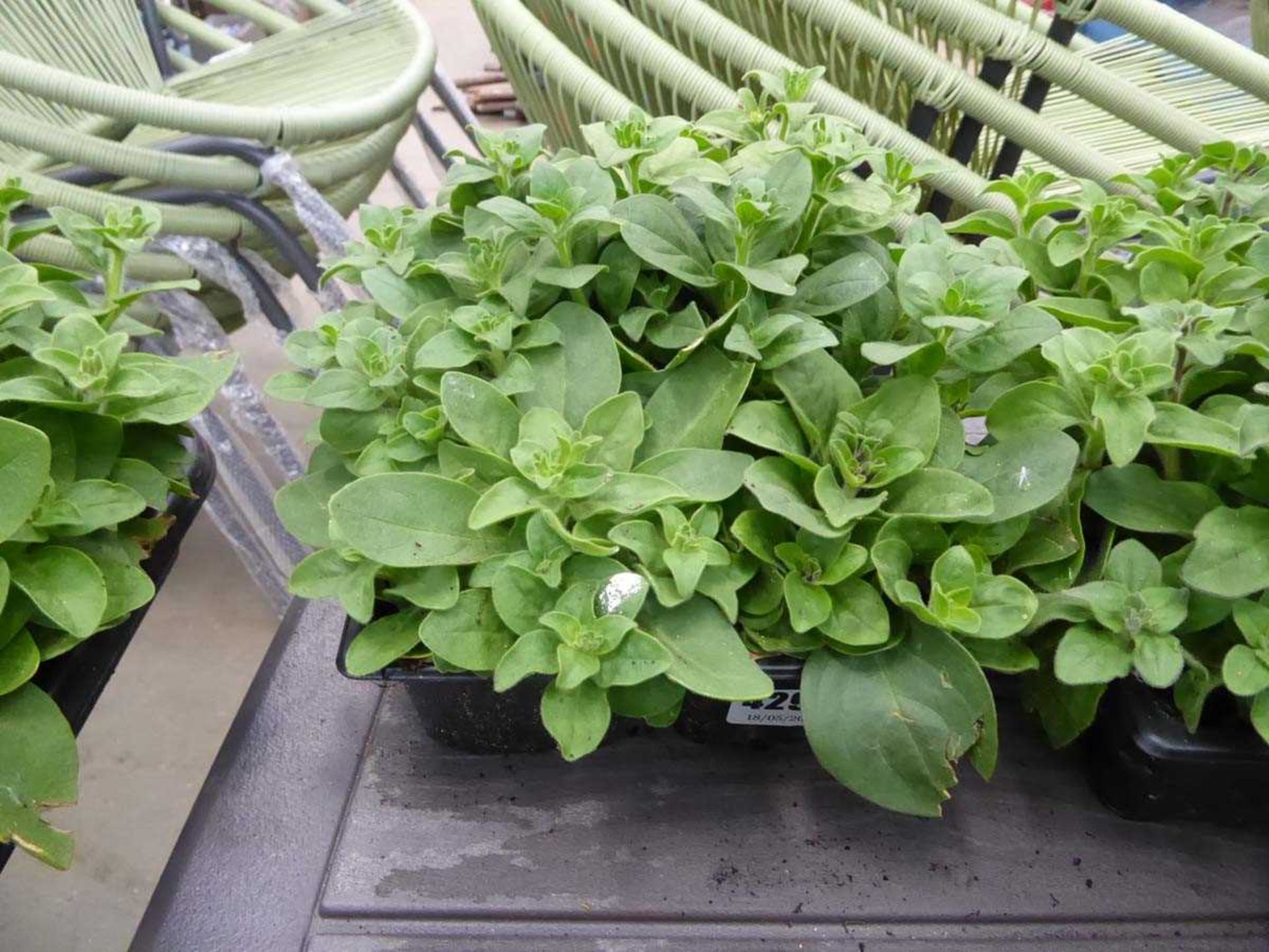 Tray of Petunias