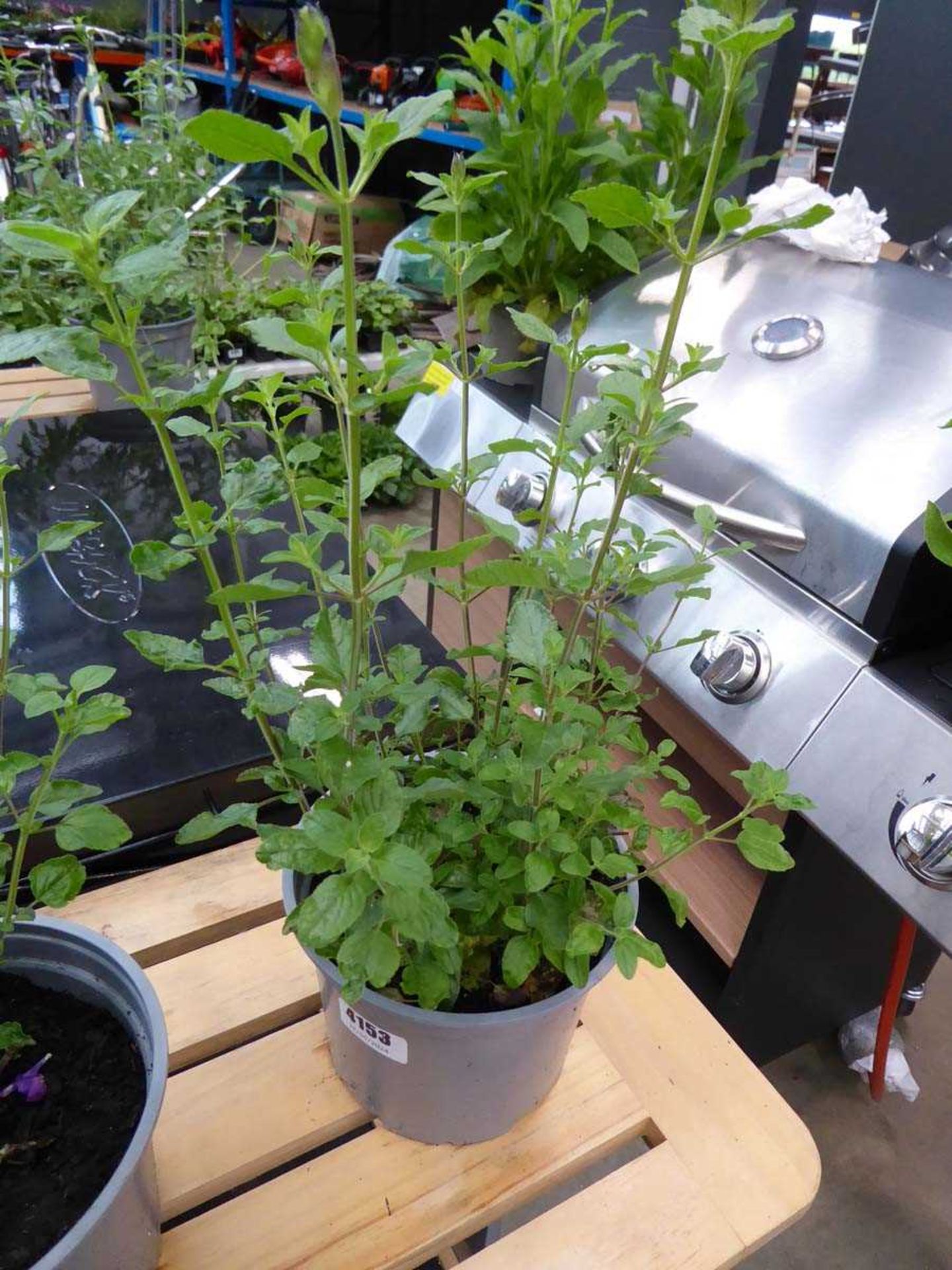 Potted Salvia plant