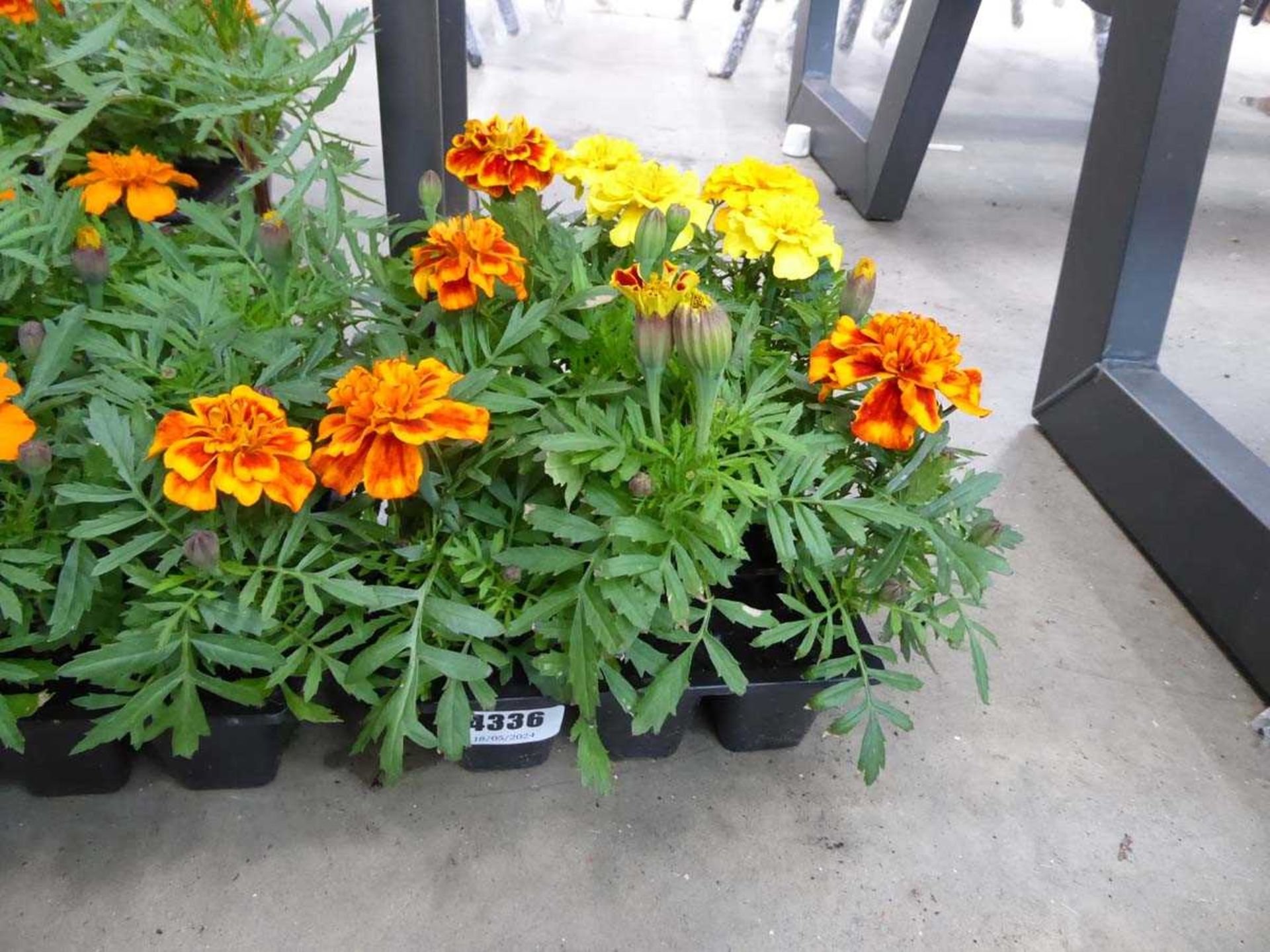 Tray of Marigolds