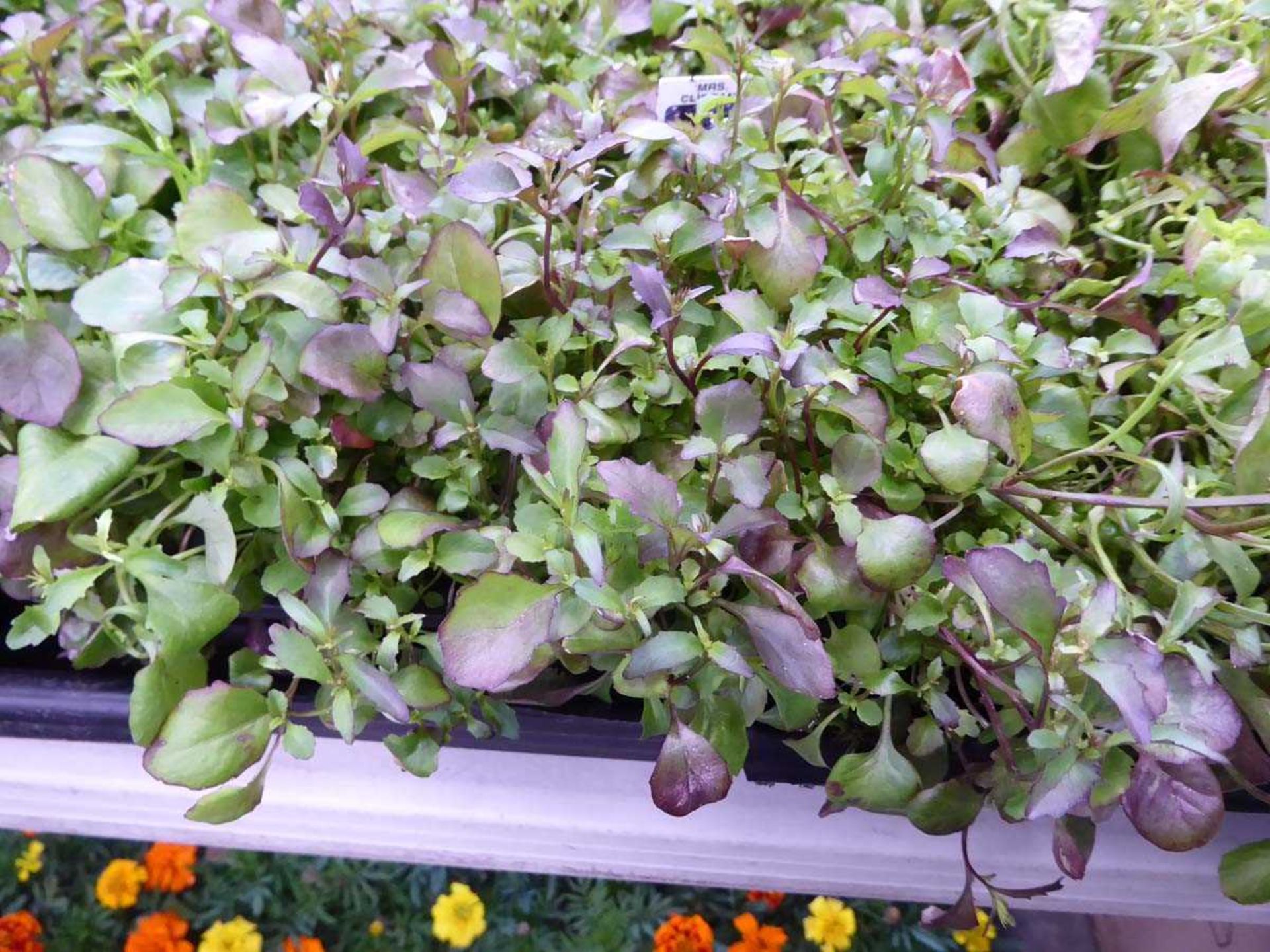 Tray of Purple Lobelia