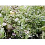 Tray of Mixed Purple and White Lobelia