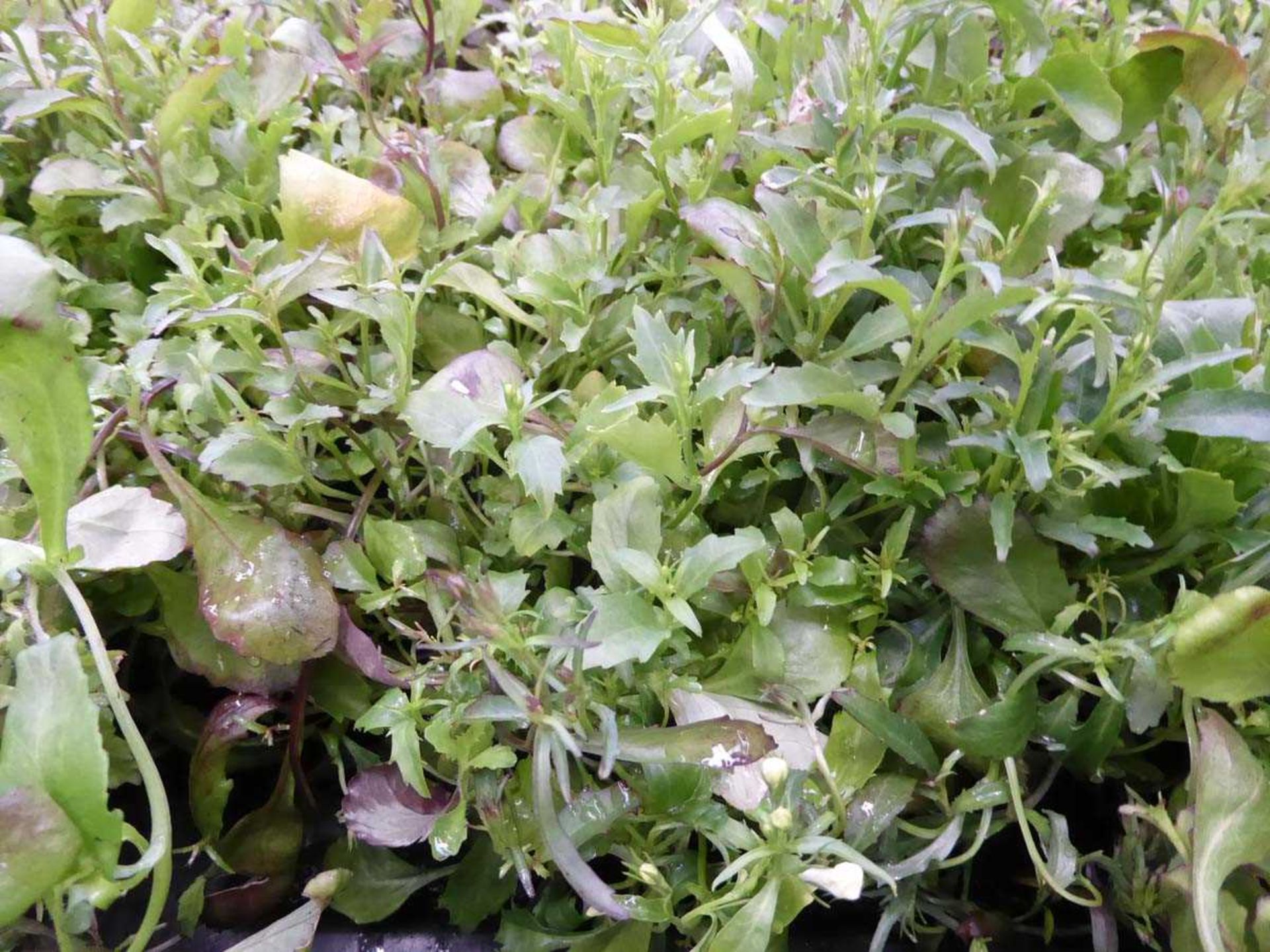 Tray of Mixed Purple and White Lobelia