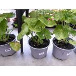 Potted Hollyhock