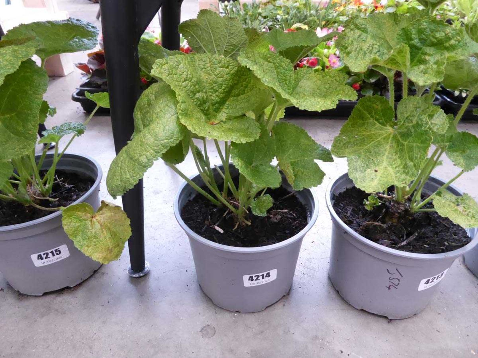 Potted Hollyhock