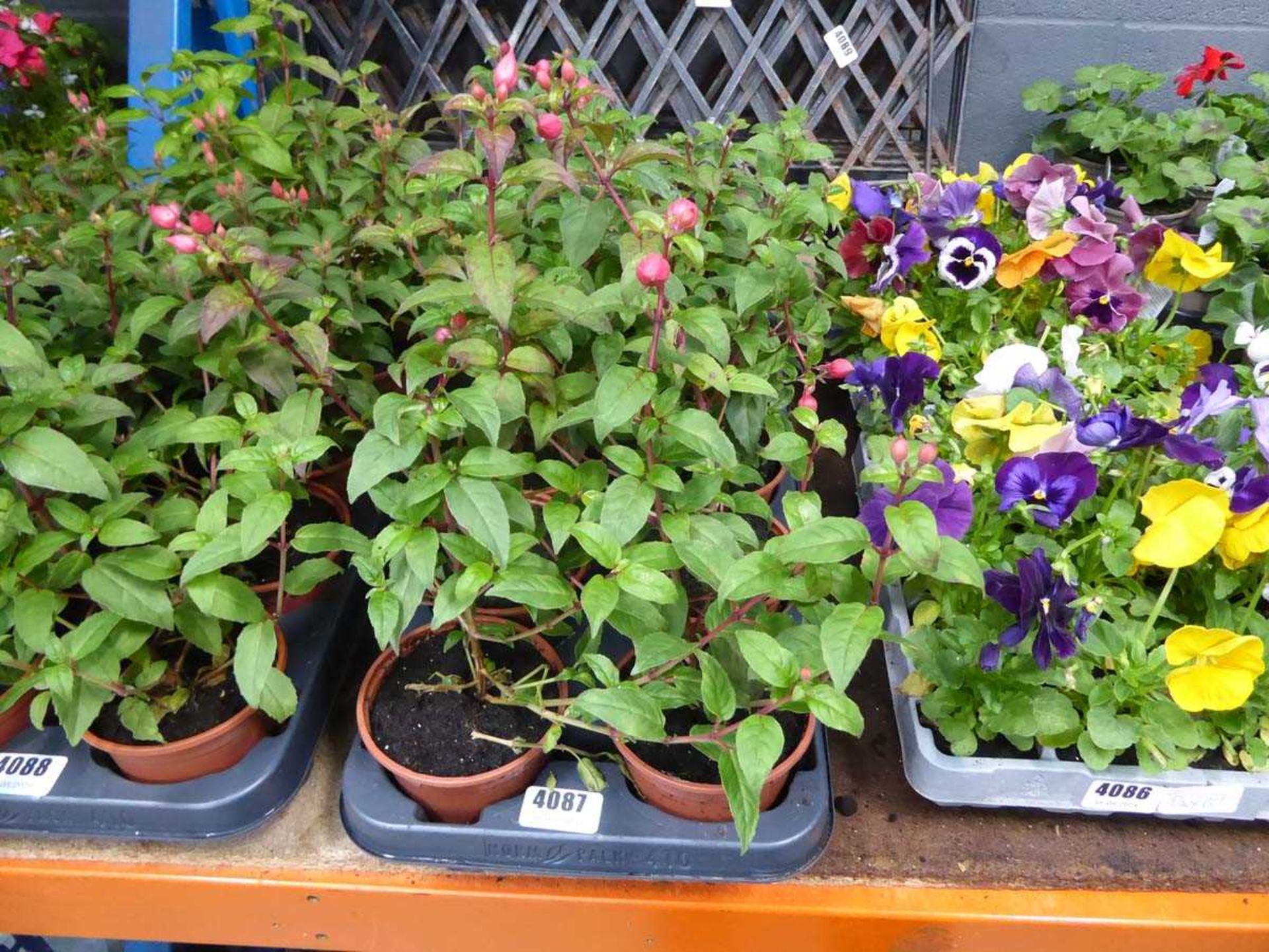 Tray of Fuchsias