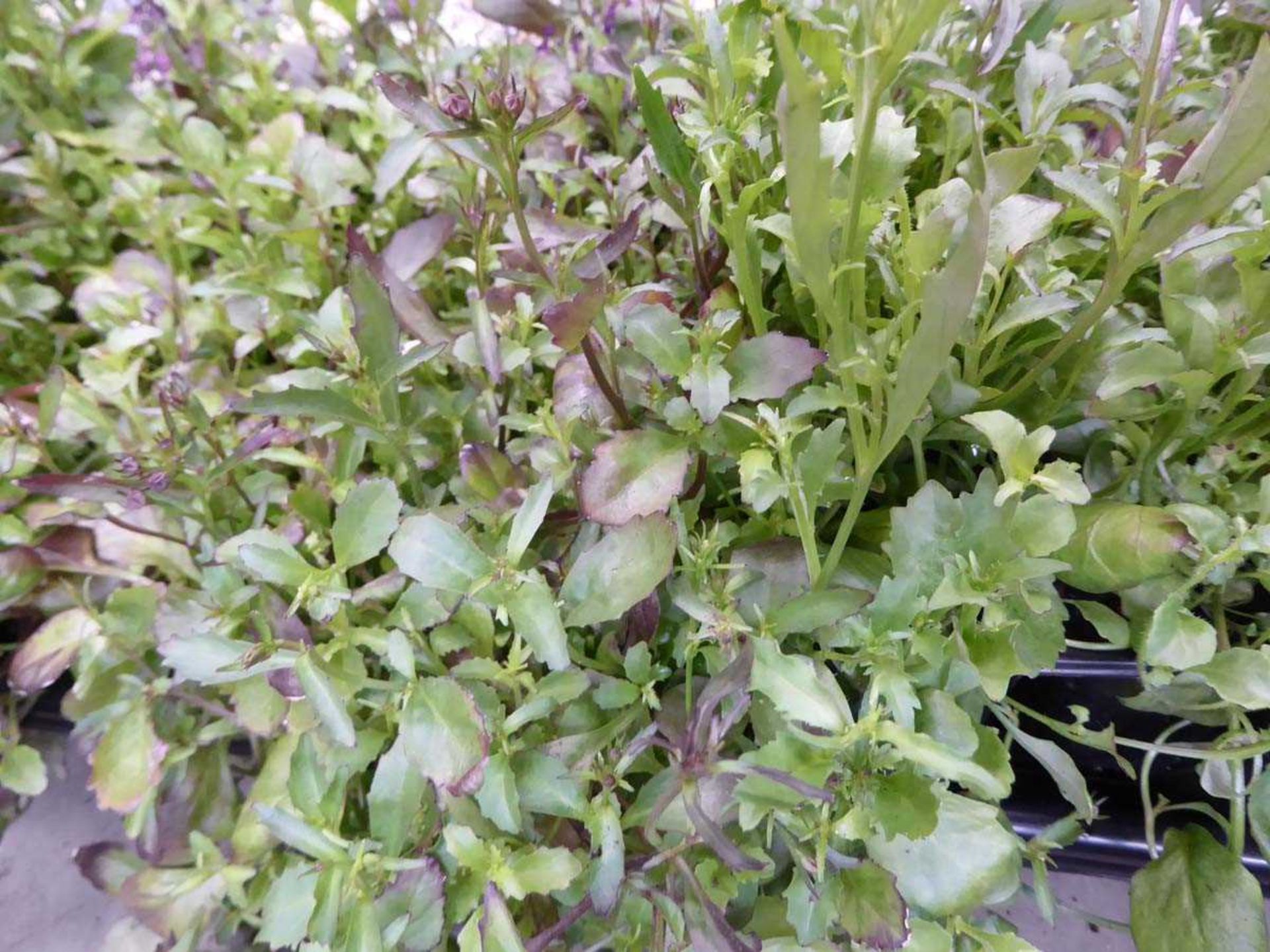 Tray of String of Pearls Purple Lobelia