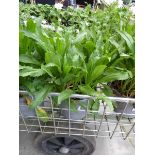 Potted Leucanthemum Daisy plant