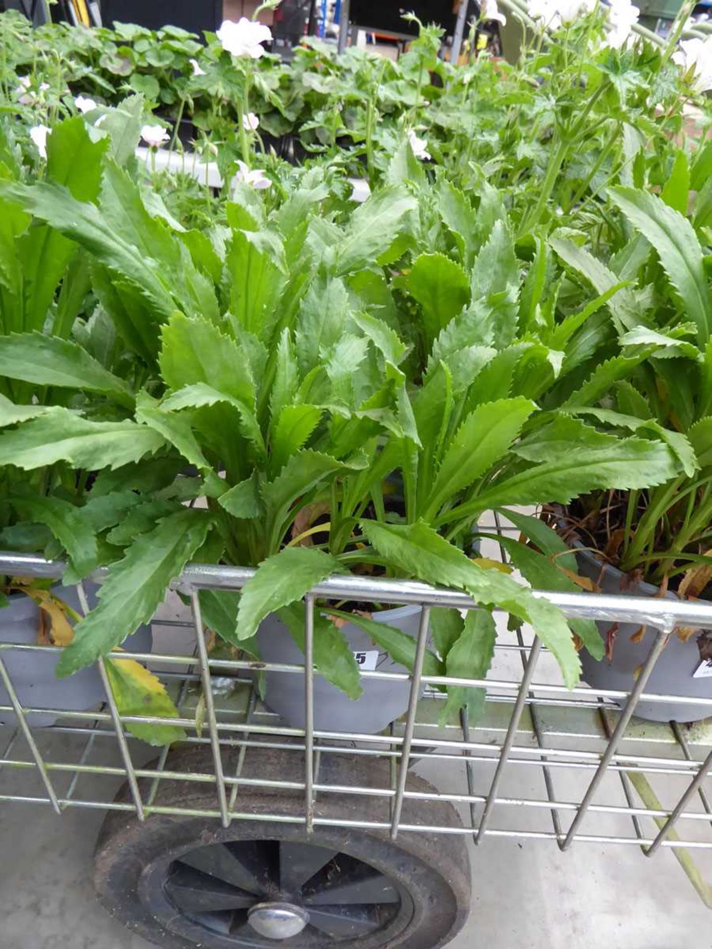 Potted Leucanthemum Daisy plant