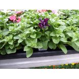 Tray of Petunias