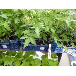 Tray of Money Maker Tomato Plants