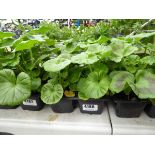 Tray of Geraniums