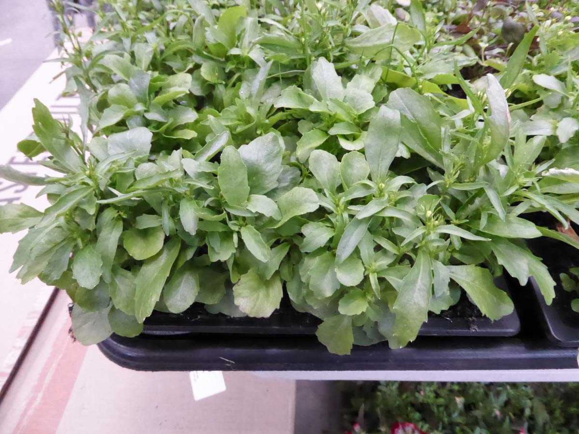 Tray of White Lobelia