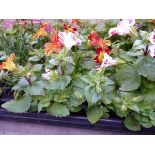 Tray of Erythranthe plants