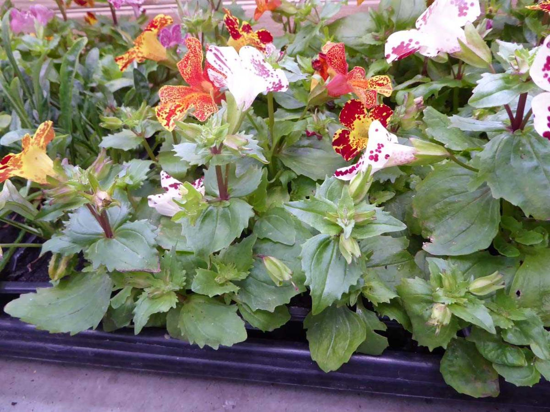 Tray of Erythranthe plants