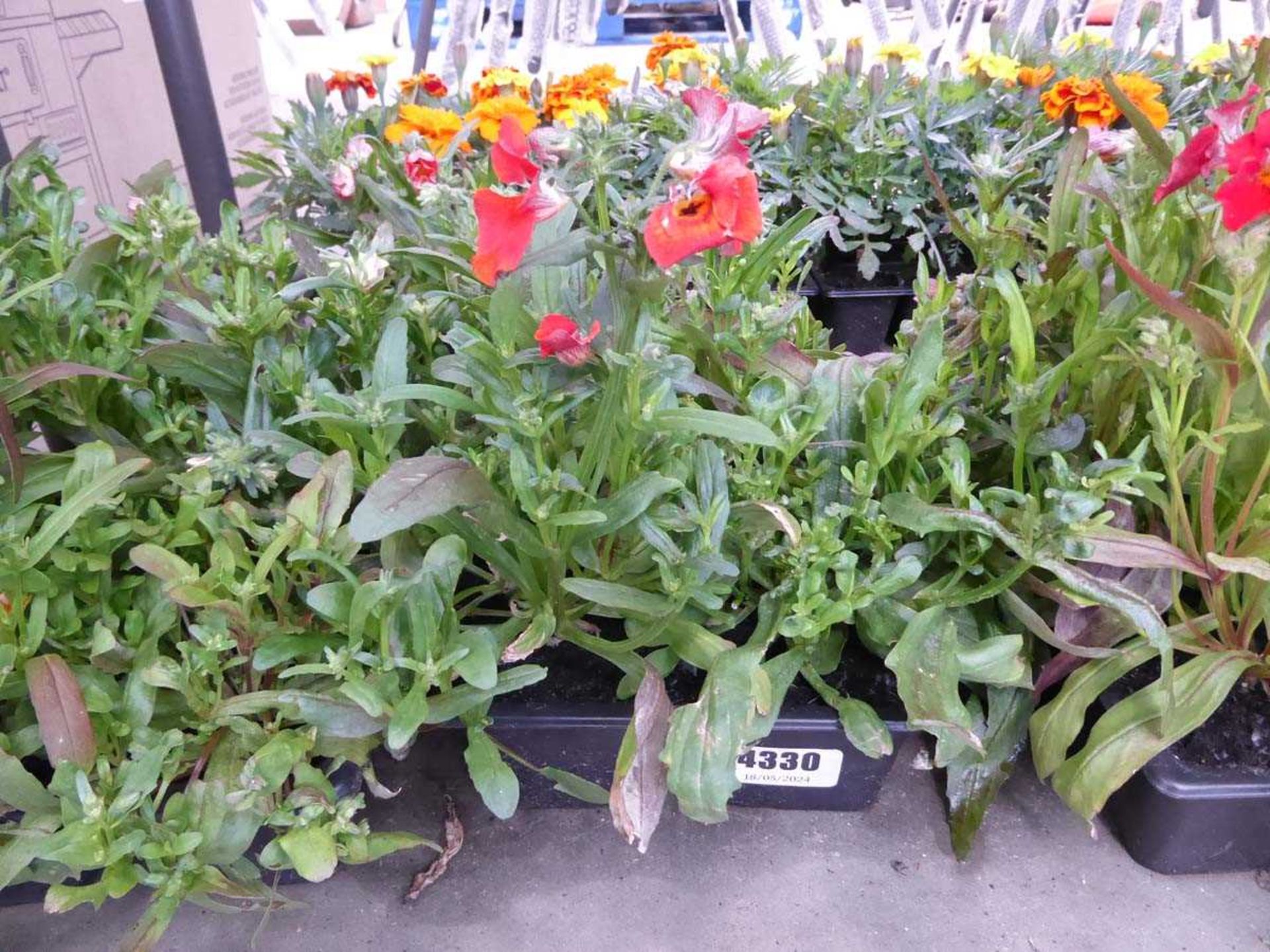 Tray of Nemesia Plants