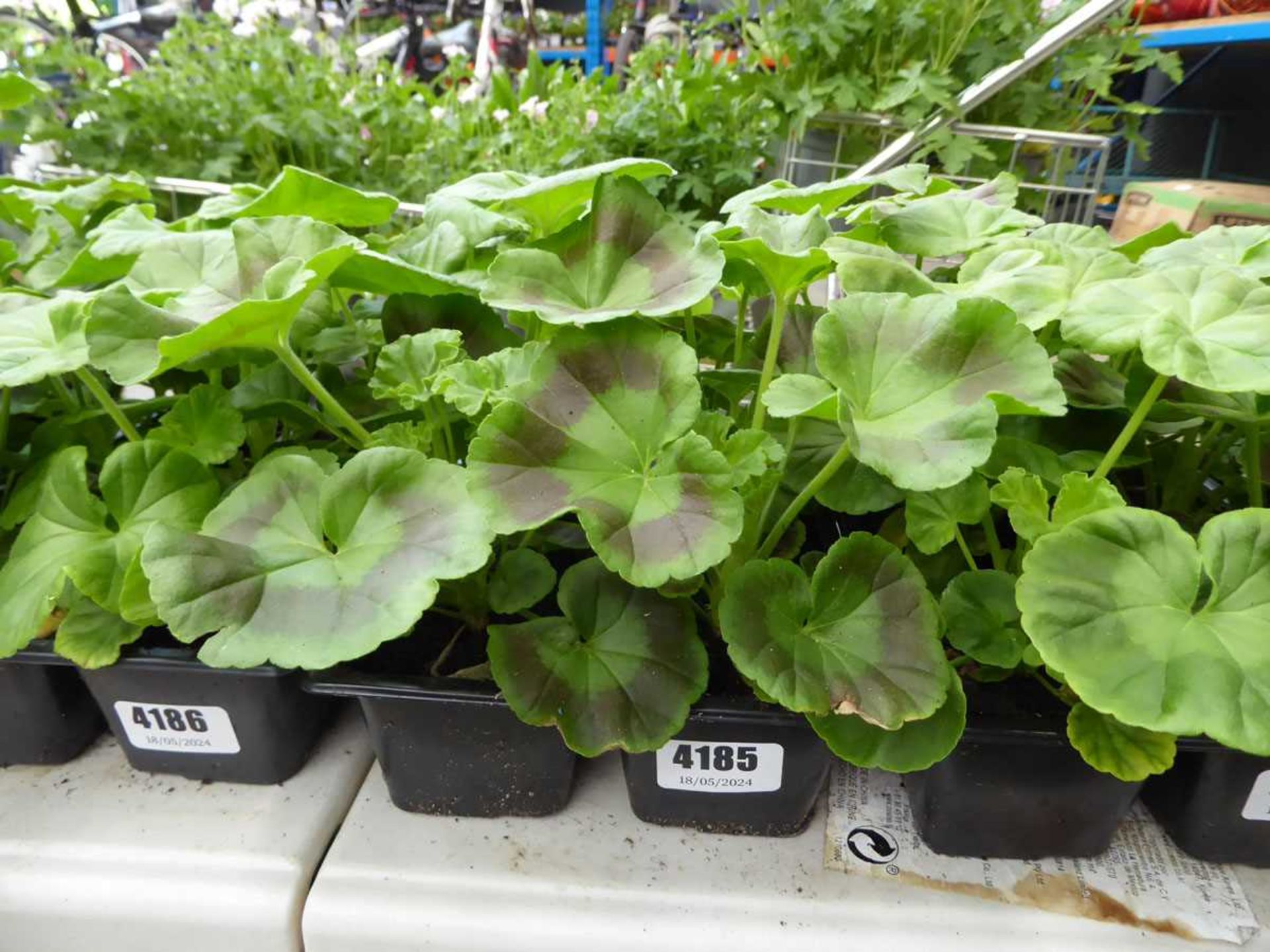 Tray of Geraniums