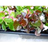 Tray of Begonias