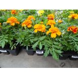 Tray of Marigolds