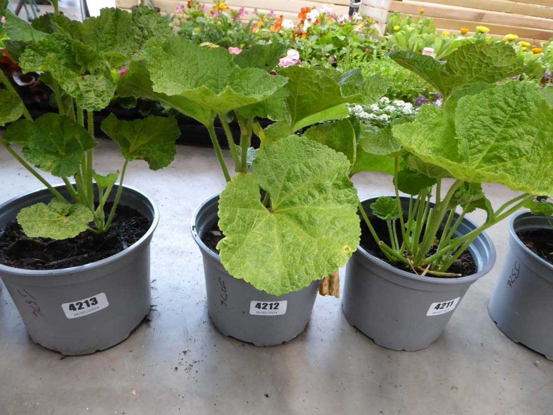 Potted Hollyhock