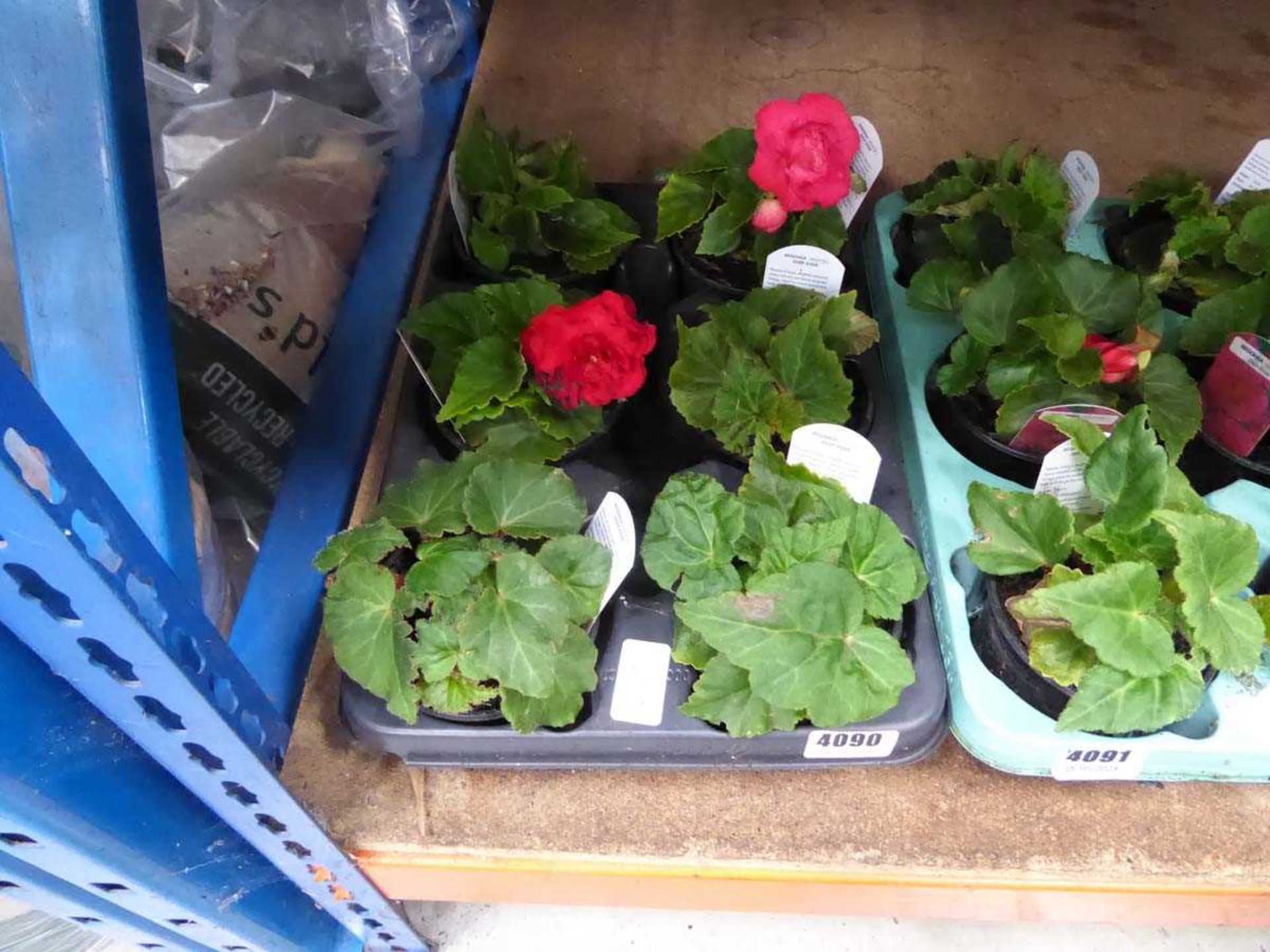 Tray of Begonias