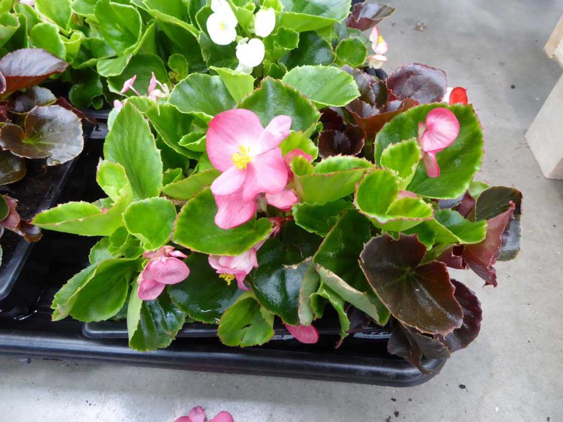 Tray of Begonias