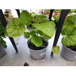 Potted Hollyhock