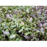 Tray of Purple Lobelia