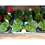 Tray of Begonias