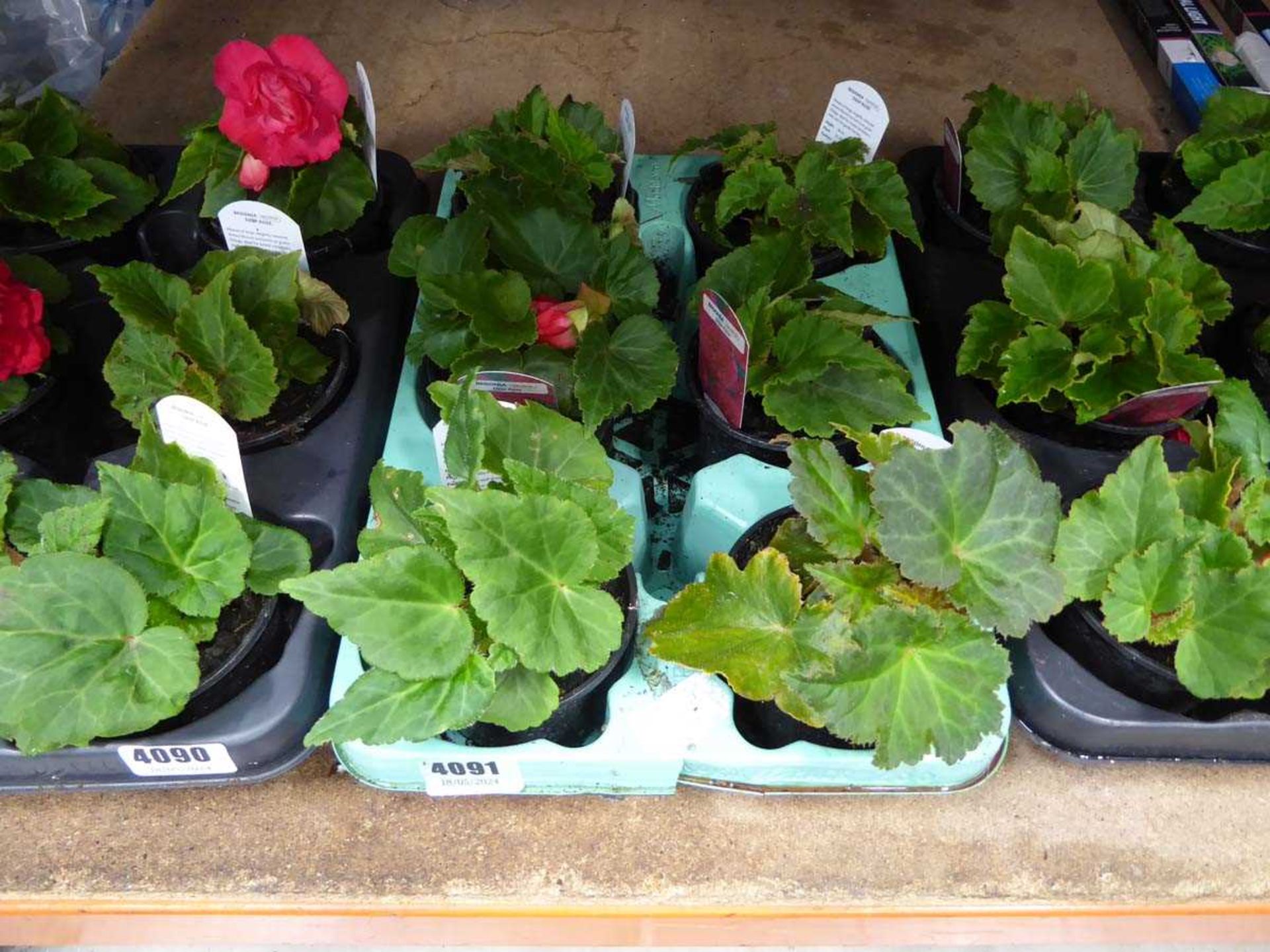 Tray of Begonias