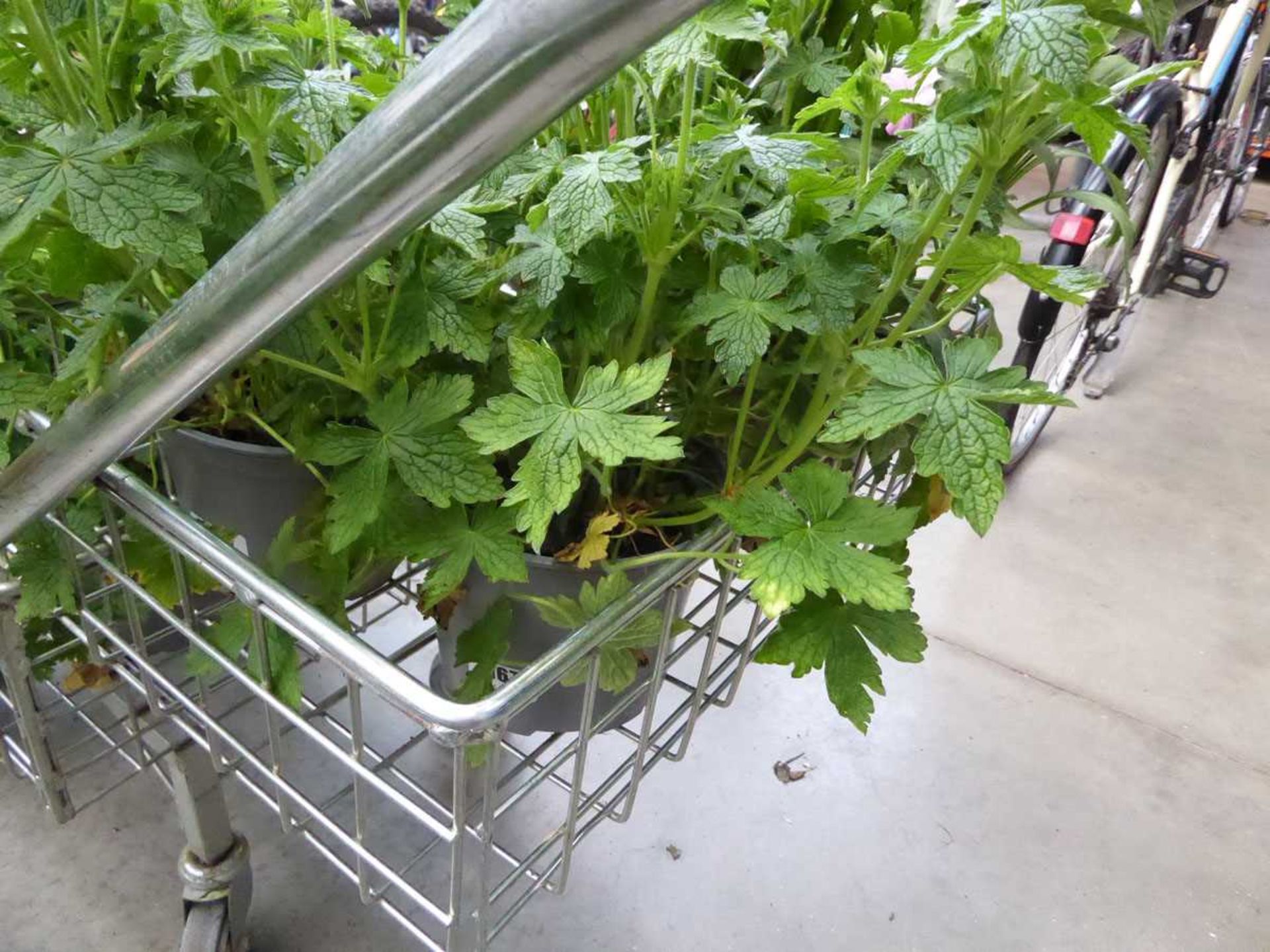 Potted Geranium